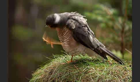 Sperber (Accipiter nisus)