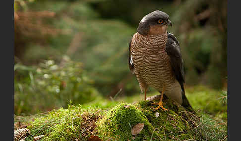 Sperber (Accipiter nisus)