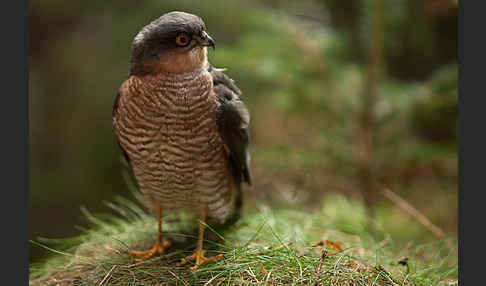 Sperber (Accipiter nisus)