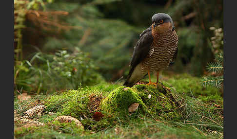 Sperber (Accipiter nisus)