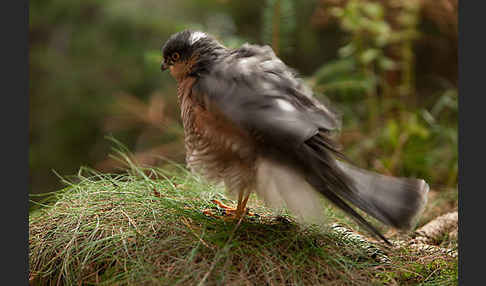 Sperber (Accipiter nisus)