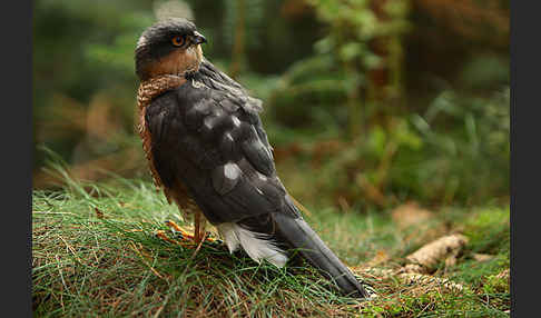 Sperber (Accipiter nisus)