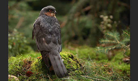 Sperber (Accipiter nisus)