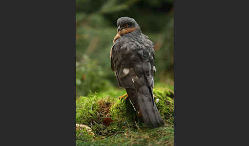 Sperber (Accipiter nisus)