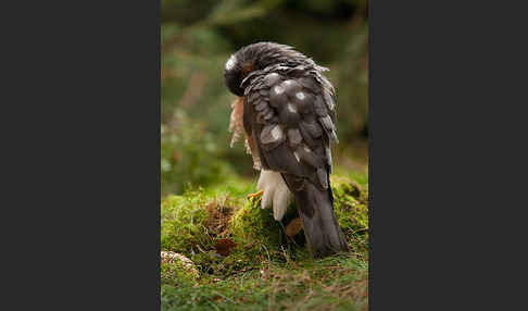 Sperber (Accipiter nisus)