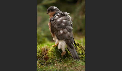 Sperber (Accipiter nisus)