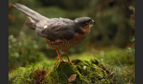 Sperber (Accipiter nisus)