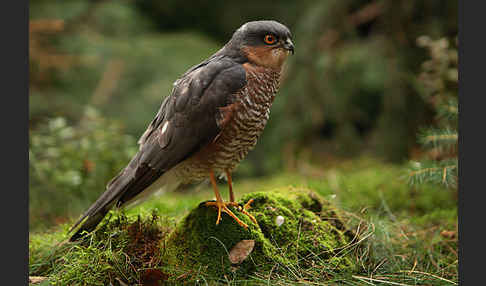 Sperber (Accipiter nisus)