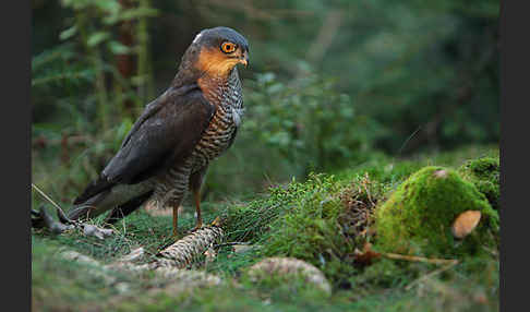 Sperber (Accipiter nisus)