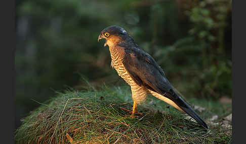 Sperber (Accipiter nisus)