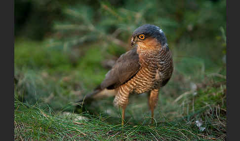 Sperber (Accipiter nisus)