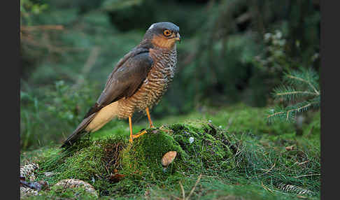 Sperber (Accipiter nisus)