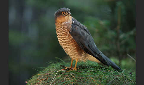 Sperber (Accipiter nisus)