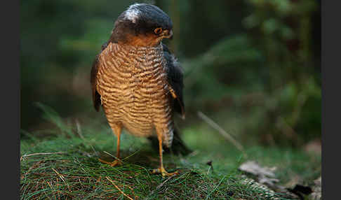 Sperber (Accipiter nisus)