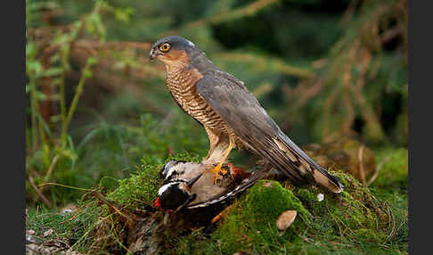 Sperber (Accipiter nisus)