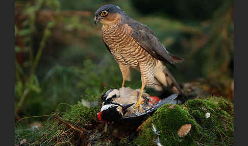 Sperber (Accipiter nisus)