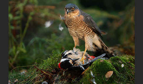 Sperber (Accipiter nisus)