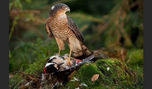 Sperber (Accipiter nisus)