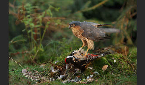 Sperber (Accipiter nisus)