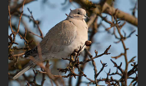 Türkentaube (Streptopelia decaocto)