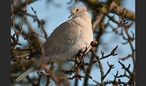 Türkentaube (Streptopelia decaocto)