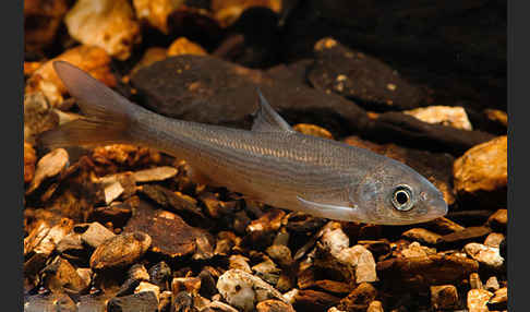 Nase (Chondrostoma nasus)