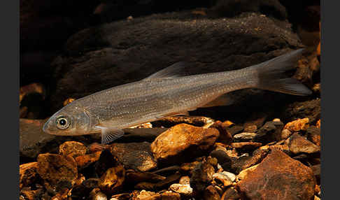 Nase (Chondrostoma nasus)