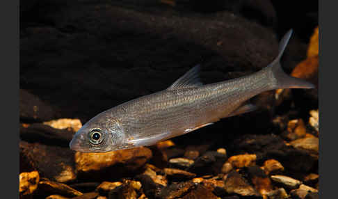 Nase (Chondrostoma nasus)