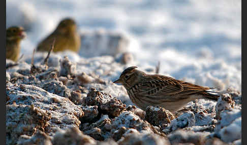 Feldlerche (Alauda arvensis)