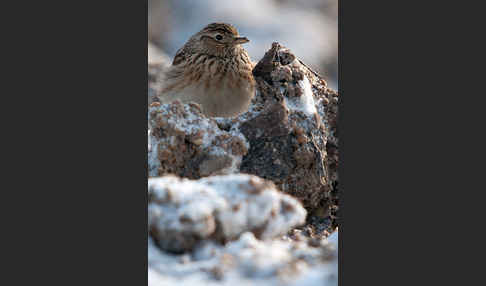 Feldlerche (Alauda arvensis)