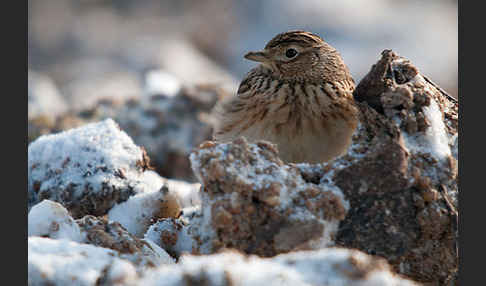 Feldlerche (Alauda arvensis)