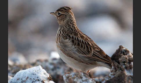 Feldlerche (Alauda arvensis)