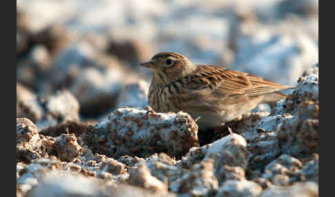 Feldlerche (Alauda arvensis)