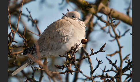 Türkentaube (Streptopelia decaocto)