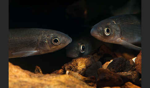 Nase (Chondrostoma nasus)