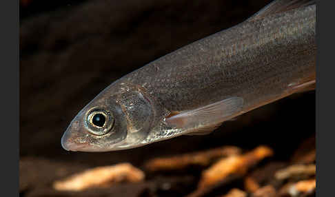 Nase (Chondrostoma nasus)