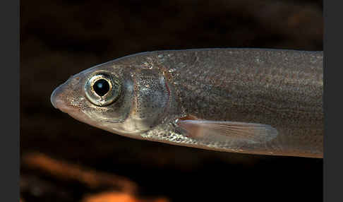 Nase (Chondrostoma nasus)