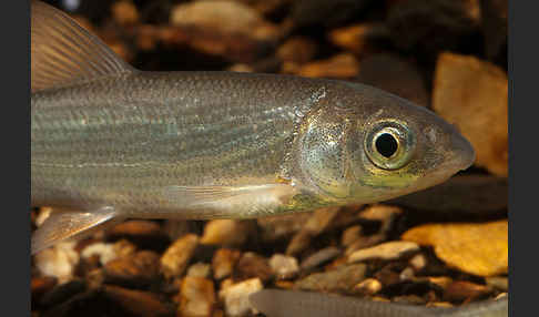 Nase (Chondrostoma nasus)