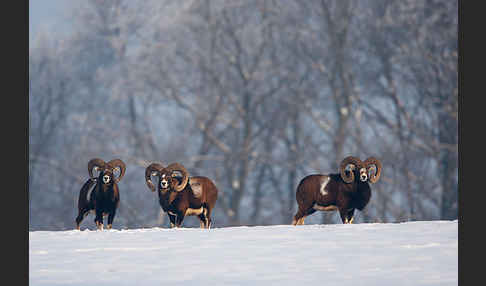 Muffelwild (Ovis ammon musimon)