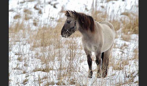 Konik (Equus caballus sspec.)