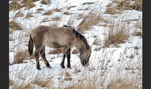 Konik (Equus caballus sspec.)