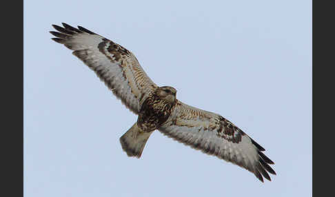 Rauhfußbussard (Buteo lagopus)