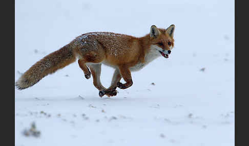 Rotfuchs (Vulpes vulpes)