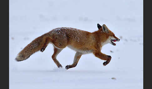 Rotfuchs (Vulpes vulpes)