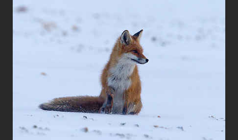 Rotfuchs (Vulpes vulpes)