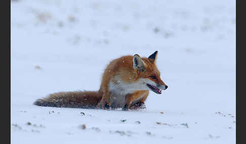 Rotfuchs (Vulpes vulpes)