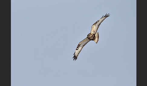 Rauhfußbussard (Buteo lagopus)