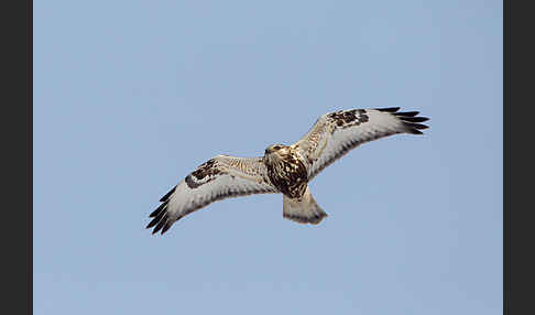 Rauhfußbussard (Buteo lagopus)