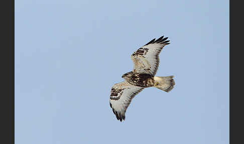 Rauhfußbussard (Buteo lagopus)