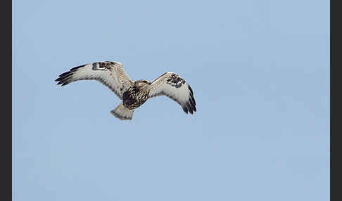 Rauhfußbussard (Buteo lagopus)